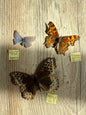 3 Spread butterflies, not framed, A2, Lot 546