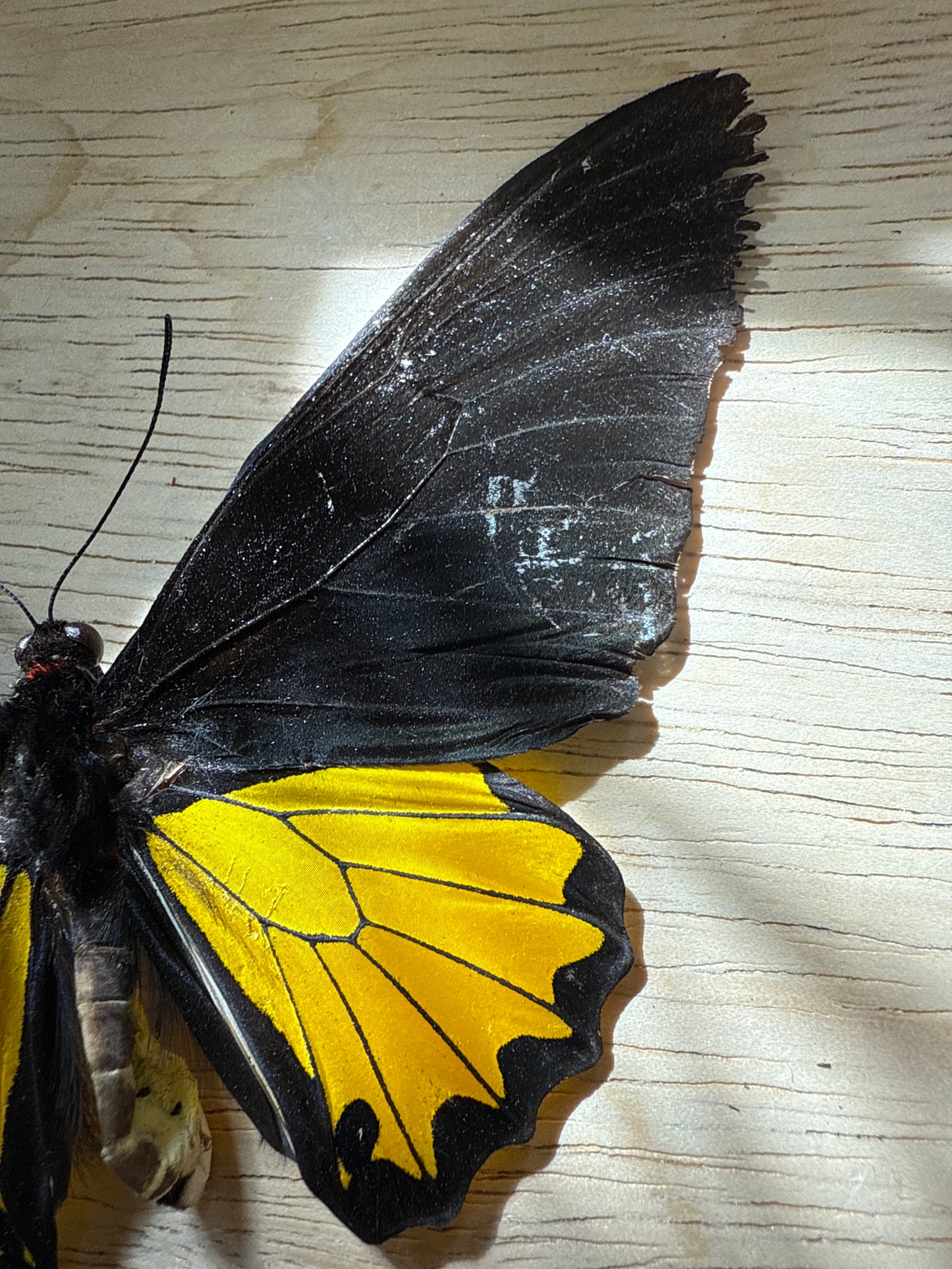 Spread Birdwing butterfly, not framed Lot 501