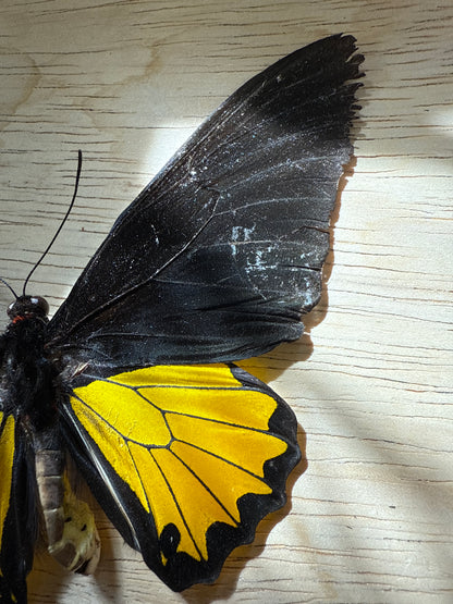 Spread Birdwing butterfly, not framed Lot 501