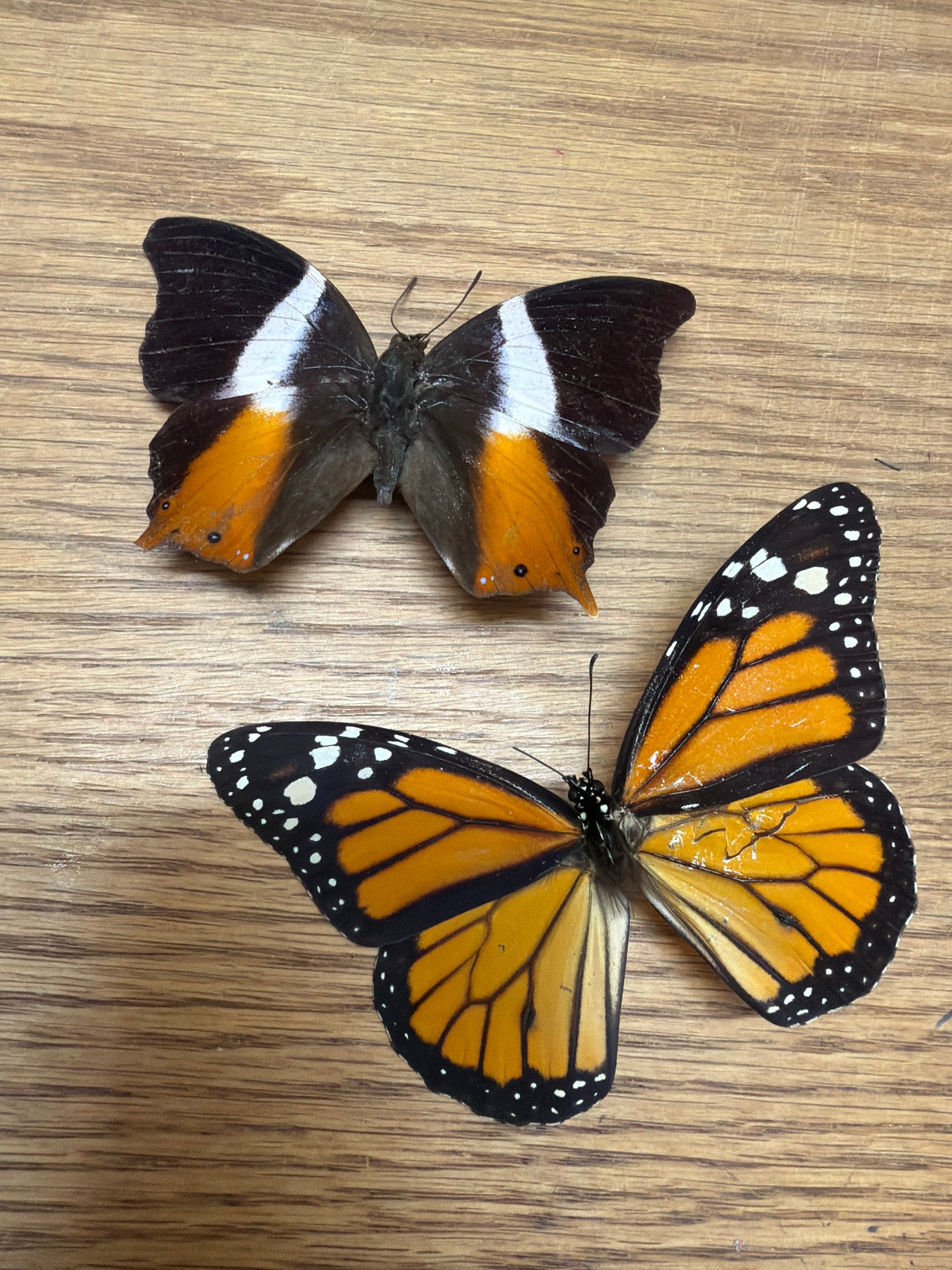 2 Spread specimens, not framed Lot 502