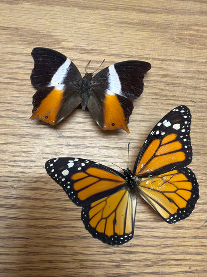 2 Spread specimens, not framed Lot 502