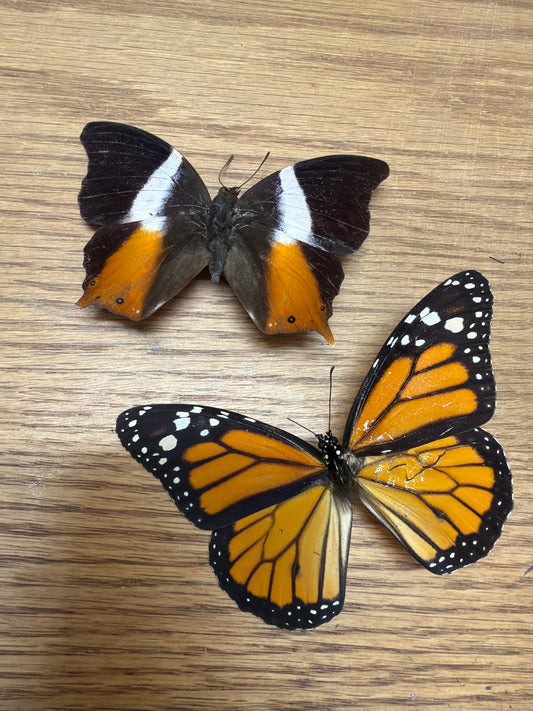 2 Spread specimens, not framed Lot 502