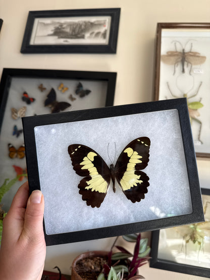 Papilio euchenor Spread and Framed Butterfly