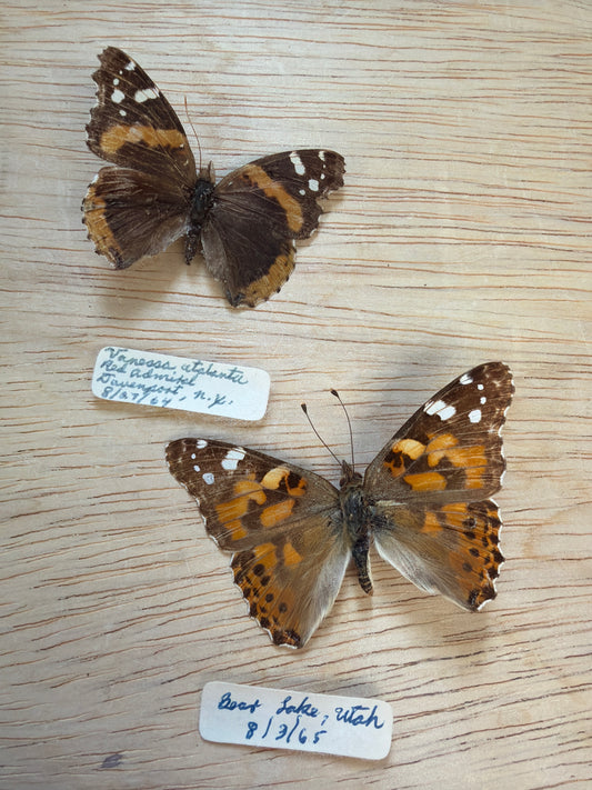 2 Vintage Spread Butterflies, not framed Lot 508