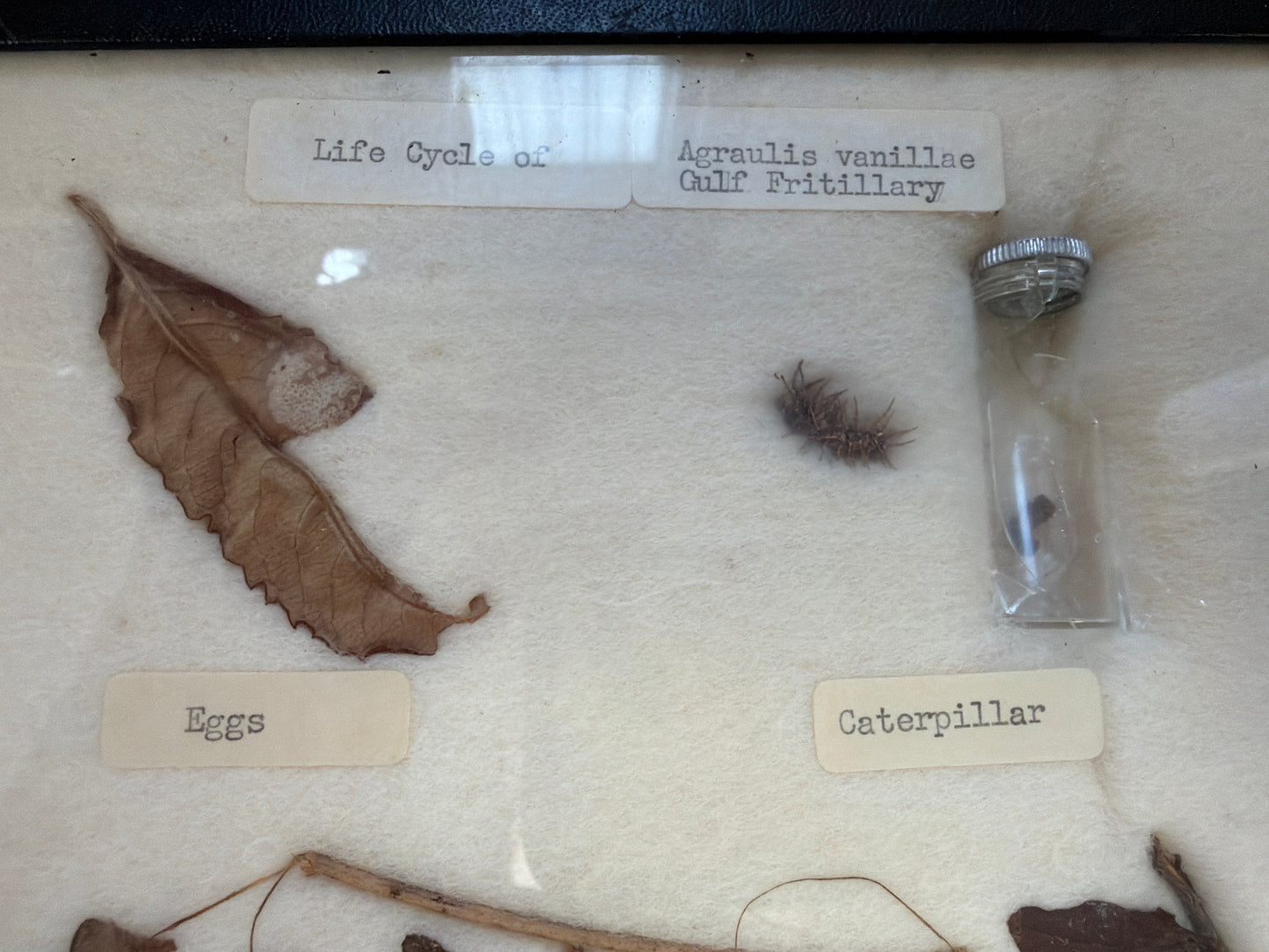 Vintage Butterfly Life Cycle Riker Frame