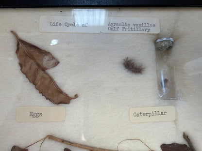 Vintage Butterfly Life Cycle Riker Frame