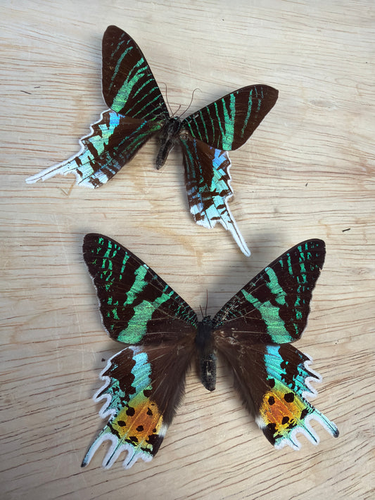 2 Spread Dayflying Moths, not framed Lot 508