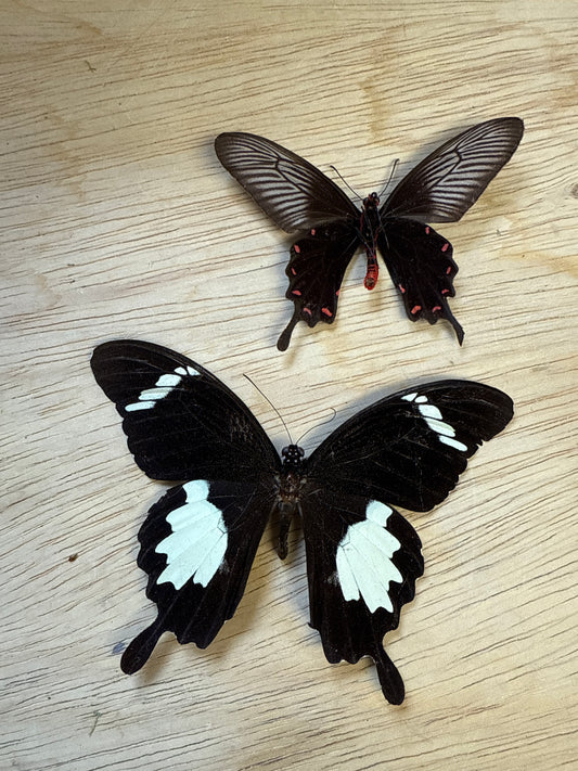 2 Spread butterflies, not framed Lot 502