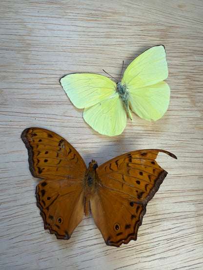 2 Spread butterflies, not framed Lot 501