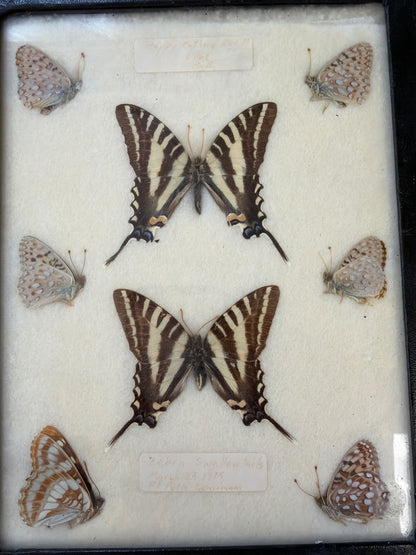 Vintage 1975 Framed Butterflies