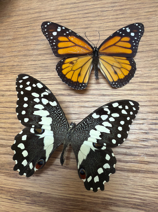 2 Spread butterflies, not framed Lot 512