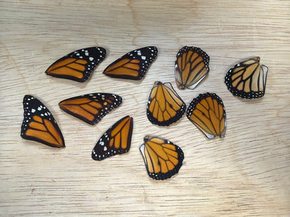 Monarch Wings Lot 331