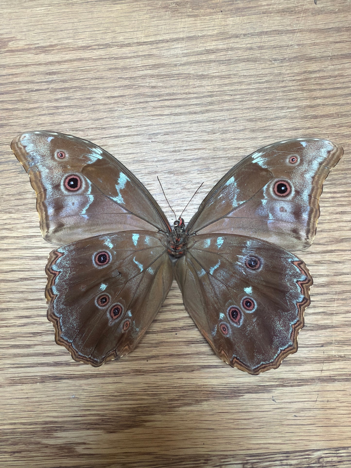 LOT 521 Spread Damaged Blue Morpho Butterfly