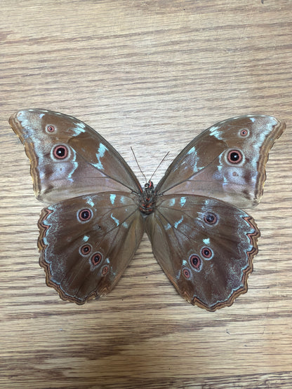 LOT 521 Spread Damaged Blue Morpho Butterfly
