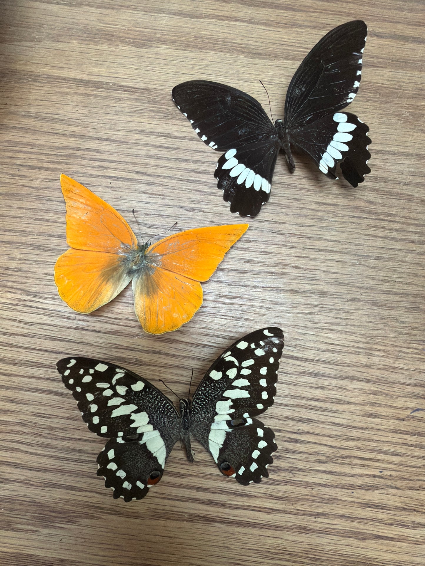 3 Spread butterflies, not framed Lot 500