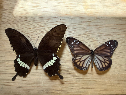 2 Spread butterflies, not framed Lot 506