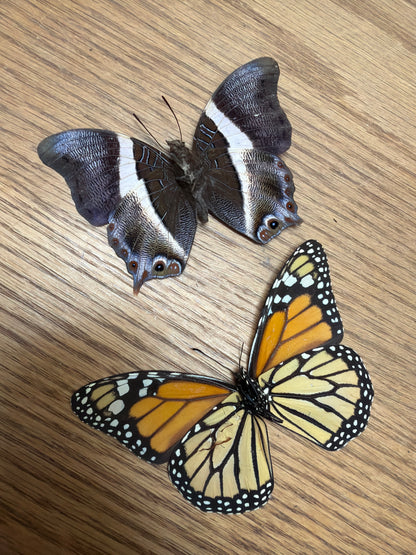 2 Spread specimens, not framed Lot 502