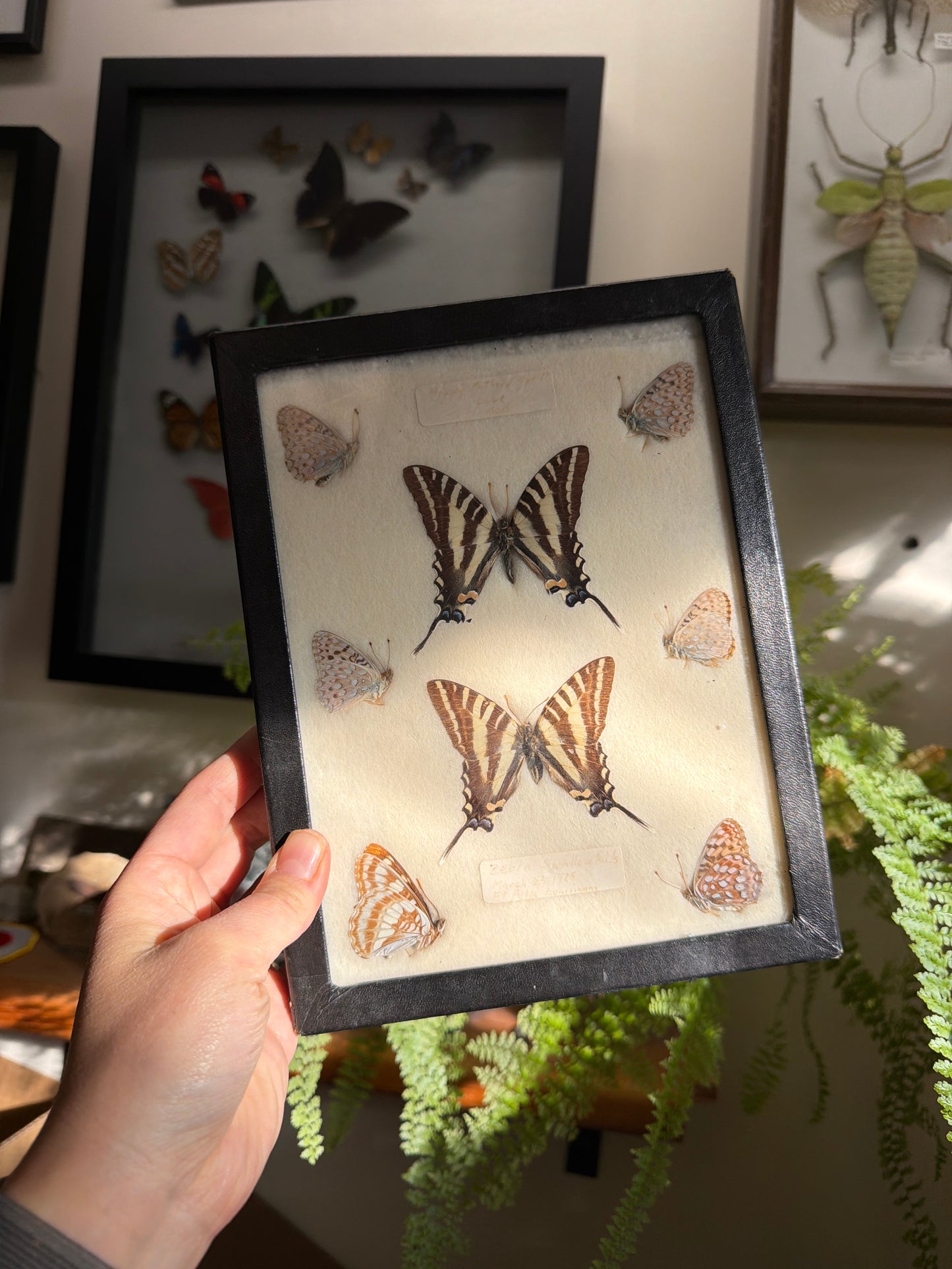 Vintage 1975 Framed Butterflies