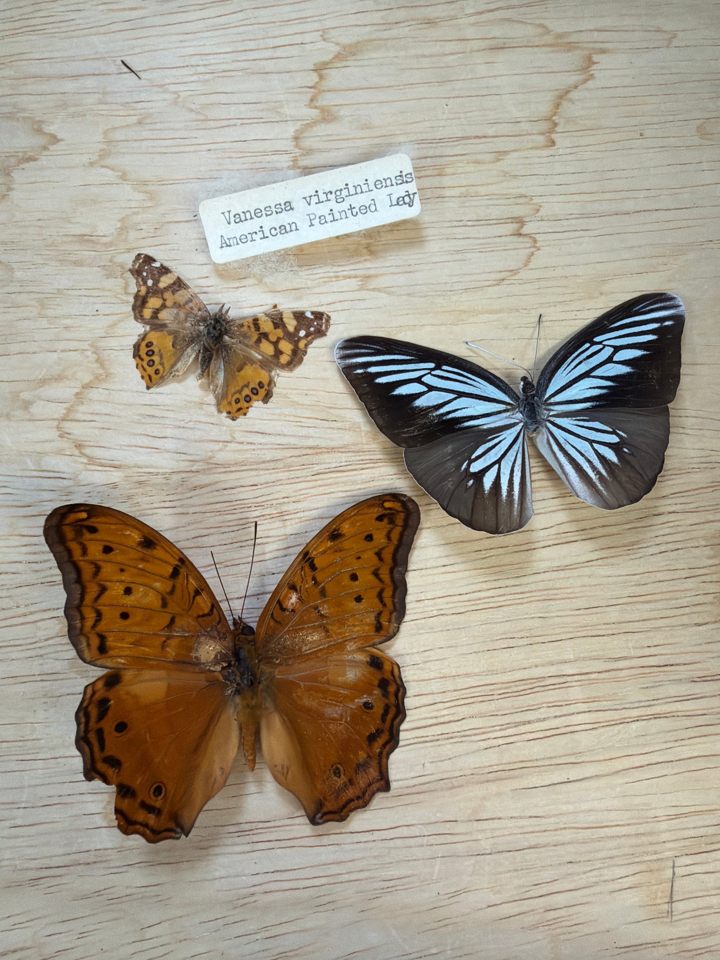 3 Spread butterflies, not framed Lot 502