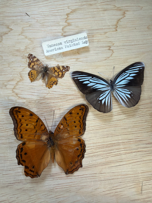 3 Spread butterflies, not framed Lot 502