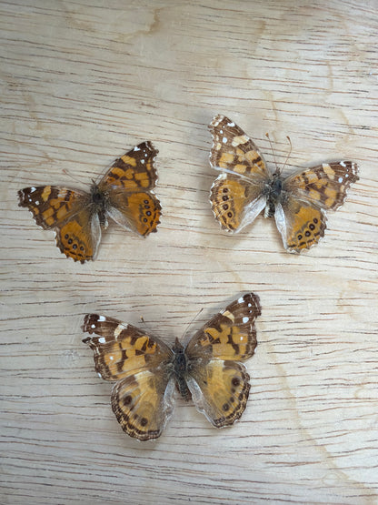 3 Vintage Spread Butterflies, not framed Lot 510