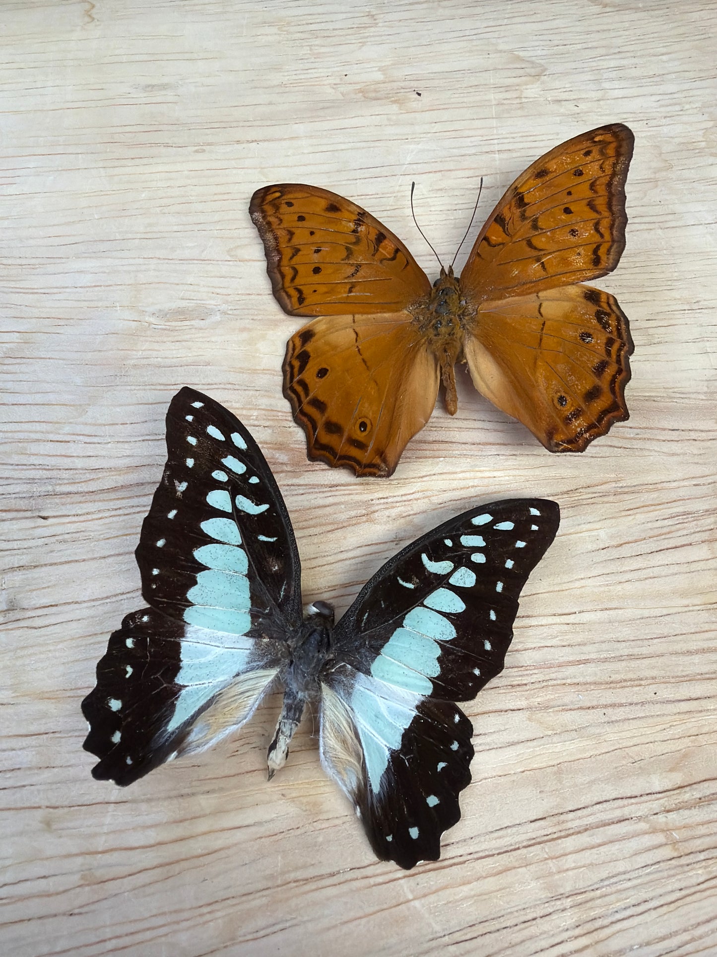 2 Spread butterflies, not framed Lot 506