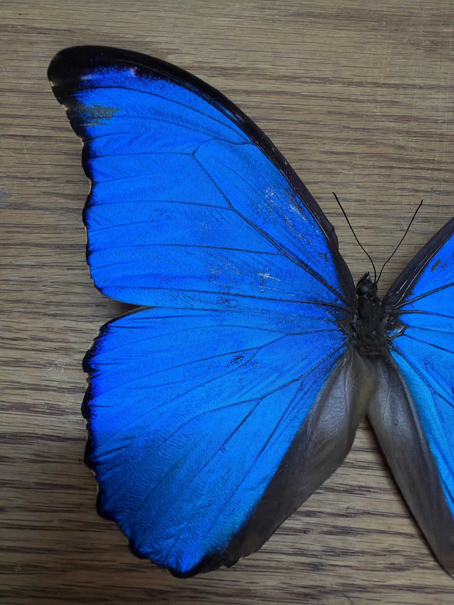 LOT 521 Spread Damaged Blue Morpho Butterfly