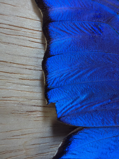 LOT 521 Spread Damaged Blue Morpho Butterfly