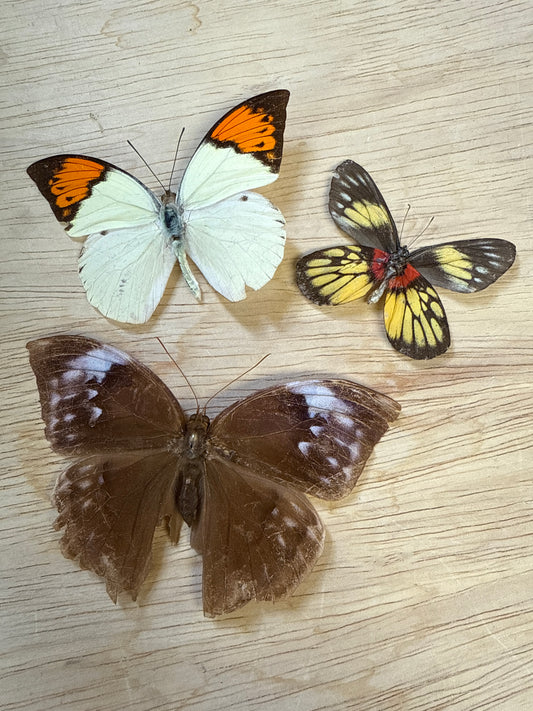 3 Spread butterflies, not framed Lot 511