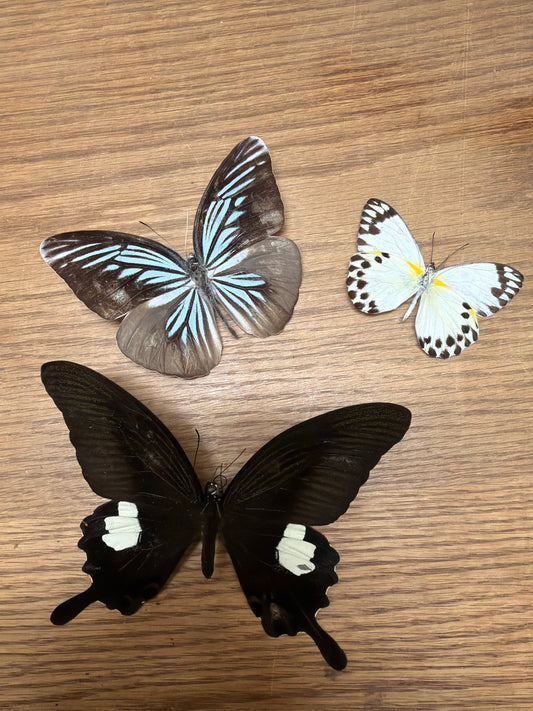 3 Spread specimens, not framed Lot 502