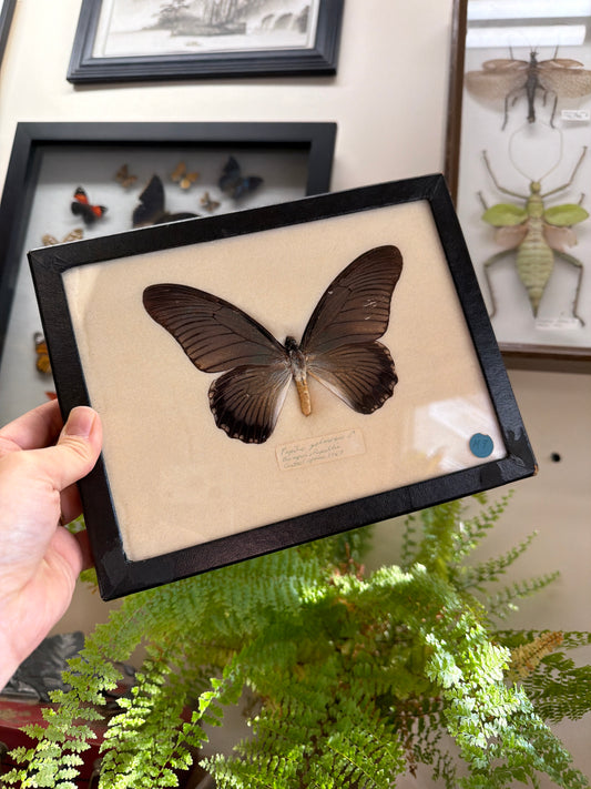 Vintage Framed Papilio zalmoxis 1967