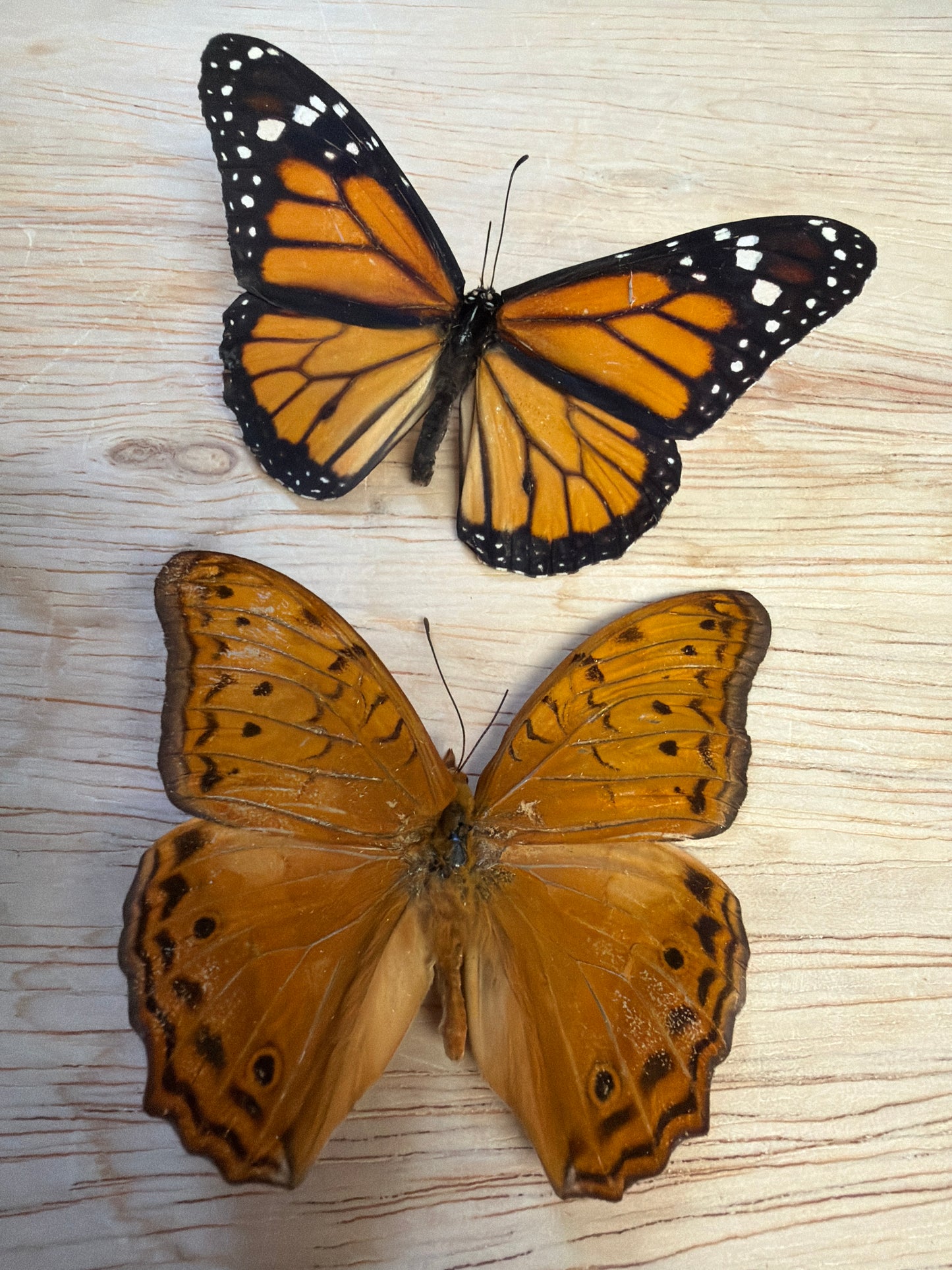 2 Spread butterflies, not framed Lot 503