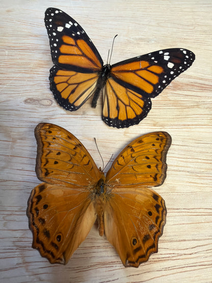 2 Spread butterflies, not framed Lot 503