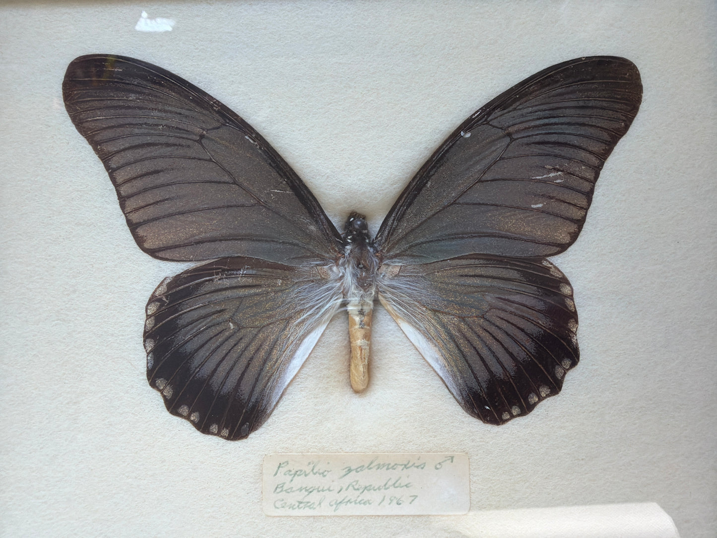 Vintage Framed Papilio zalmoxis 1967