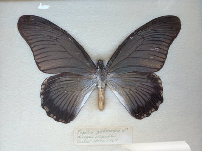 Vintage Framed Papilio zalmoxis 1967