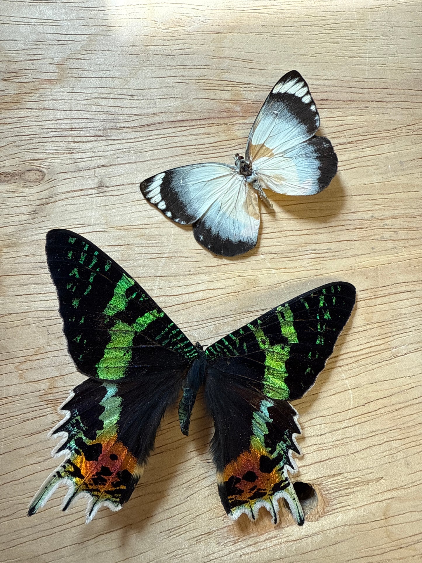 2 Spread butterflies/moth, not framed Lot 508