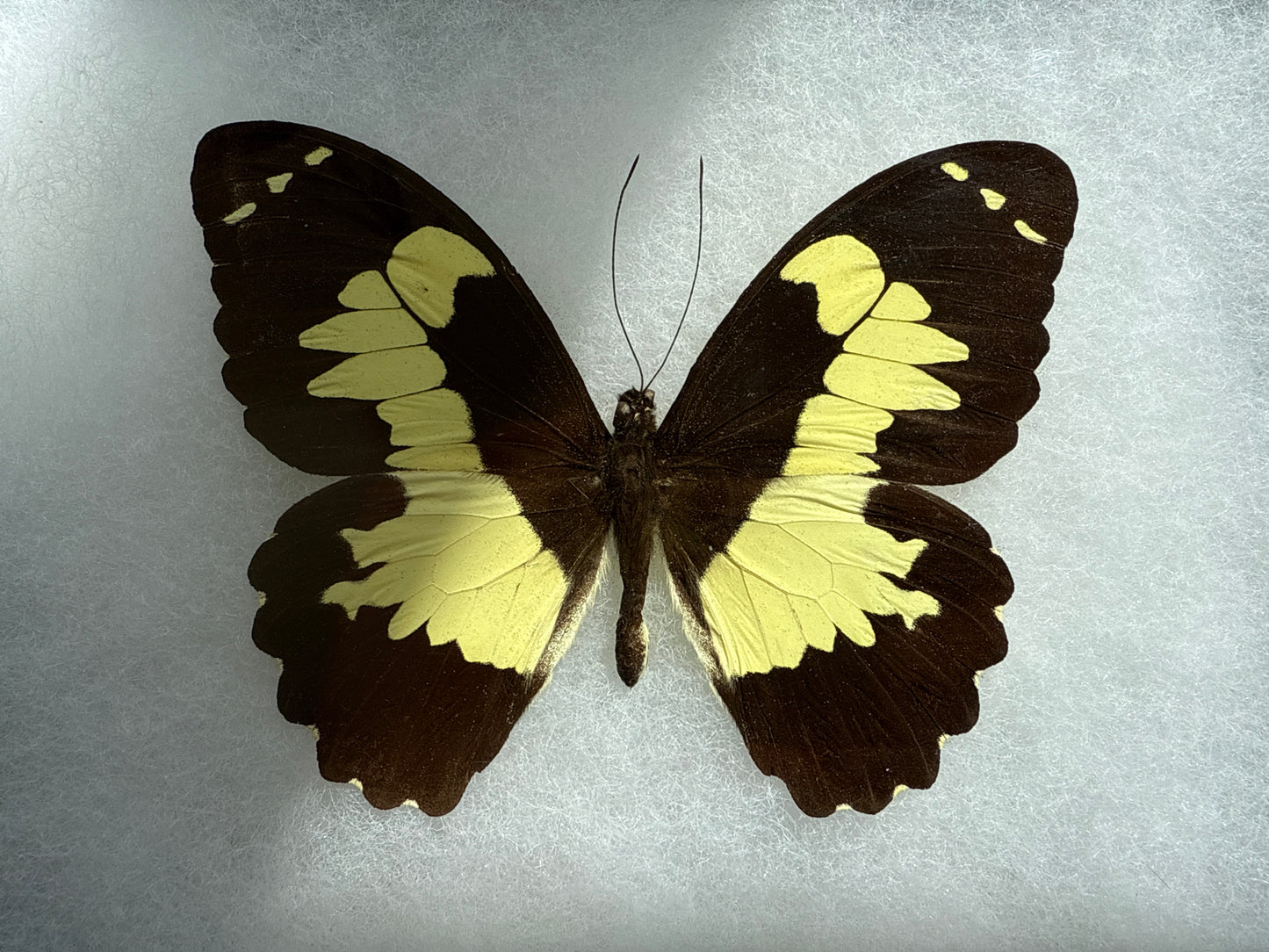 Papilio euchenor Spread and Framed Butterfly