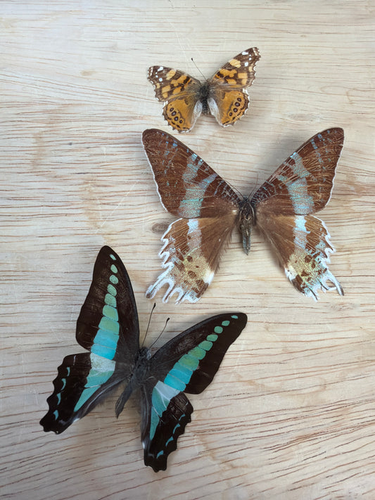 3 Spread butterflies, not framed Lot 500