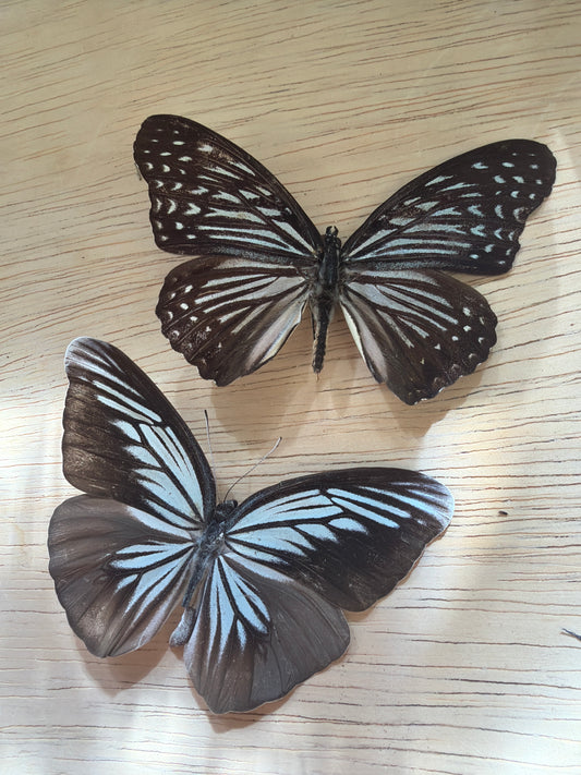 2 Spread butterflies, not framed Lot 513