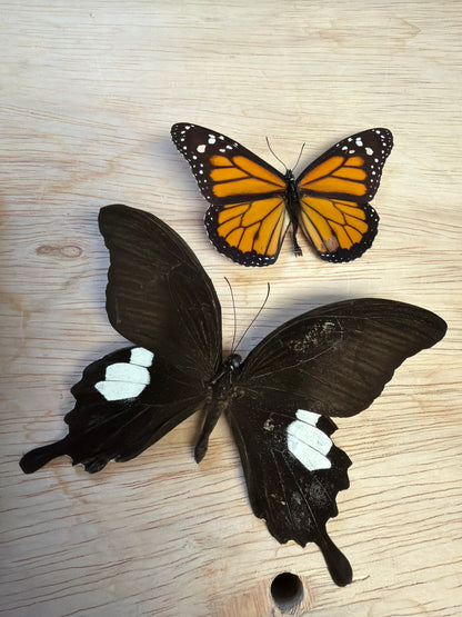 2 Spread butterflies, not framed Lot 500