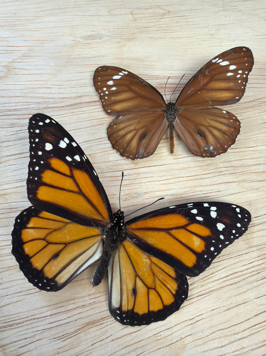 2 Spread butterflies, not framed Lot 505