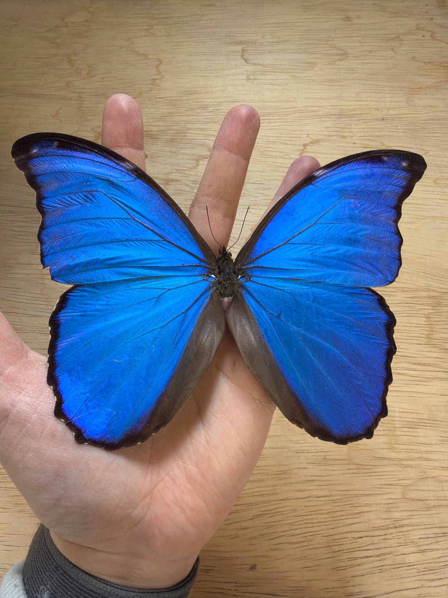 LOT 521 Spread Damaged Blue Morpho Butterfly