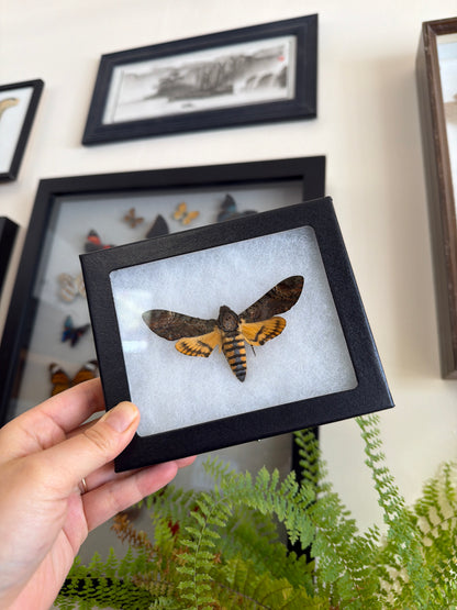Lot 100 Framed Death's Head Hawkmoth 'Acherontia styx'