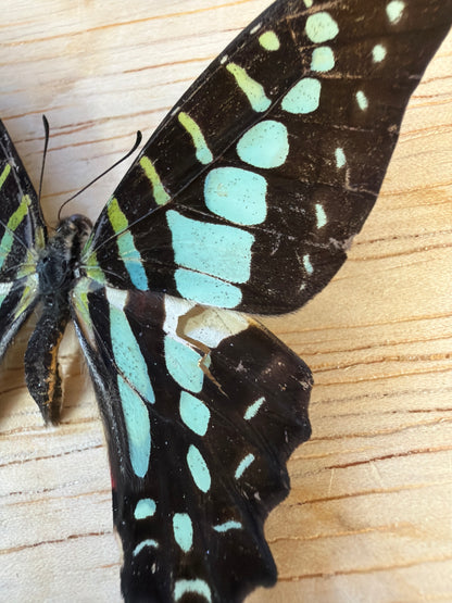 2 Spread butterflies, not framed Lot 523