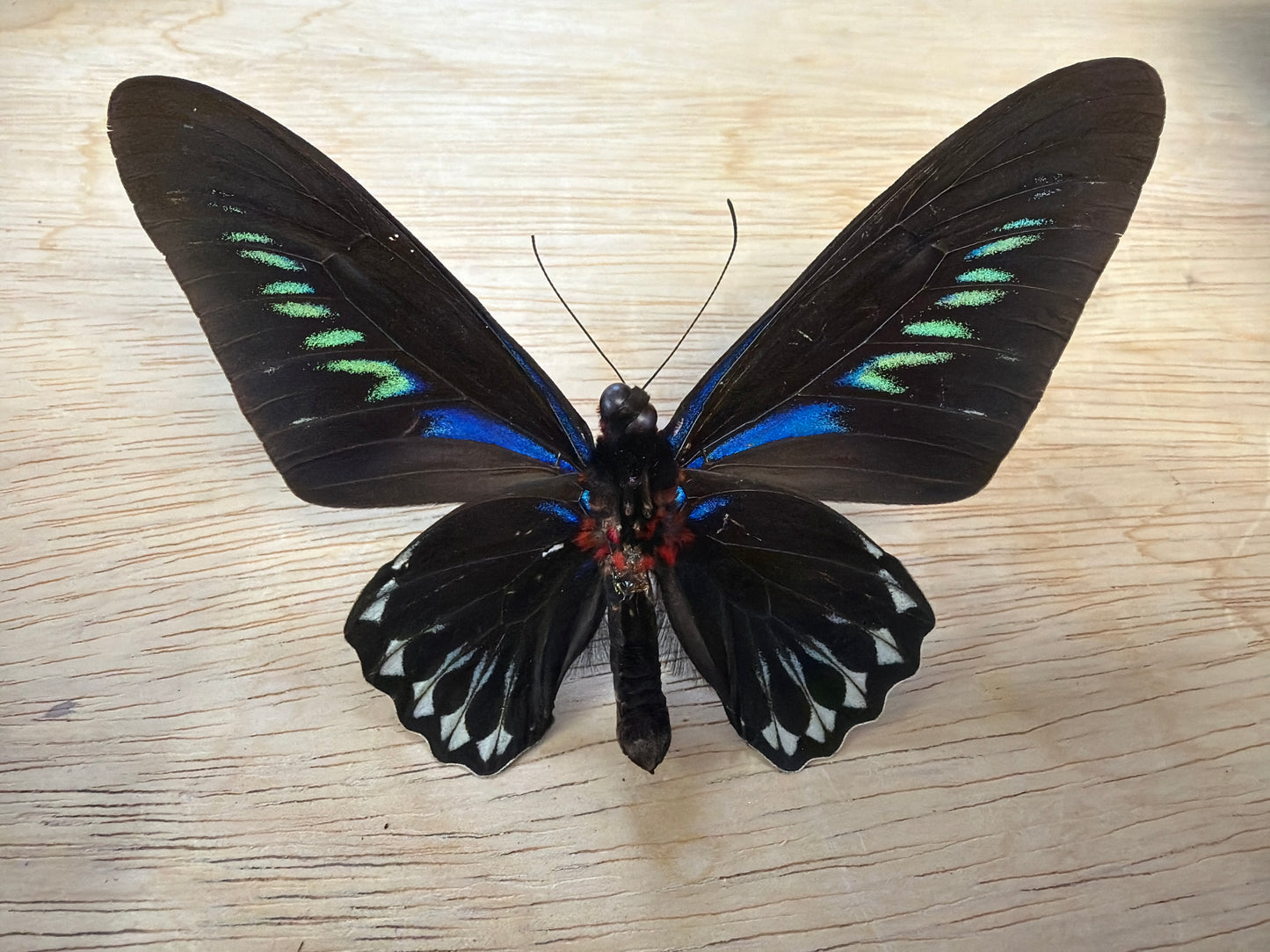Spread Trogonoptera brookiana Butterfly Lot 303