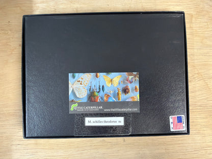 Blue Morpho achilles Spread and Framed Butterfly Lot 302