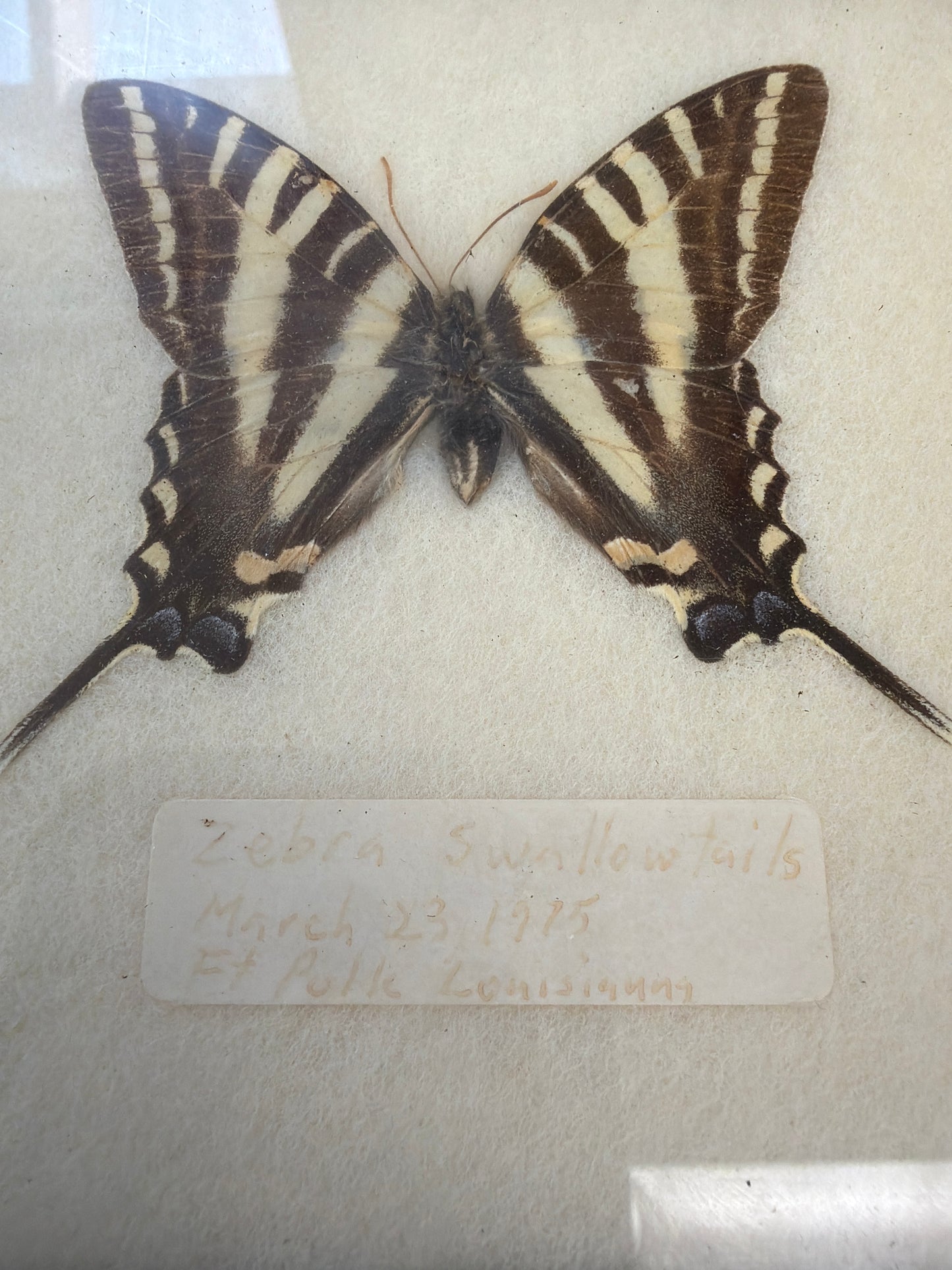 Vintage 1975 Framed Butterflies