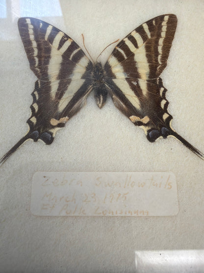 Vintage 1975 Framed Butterflies