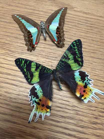 2 Spread specimens, not framed Lot 517