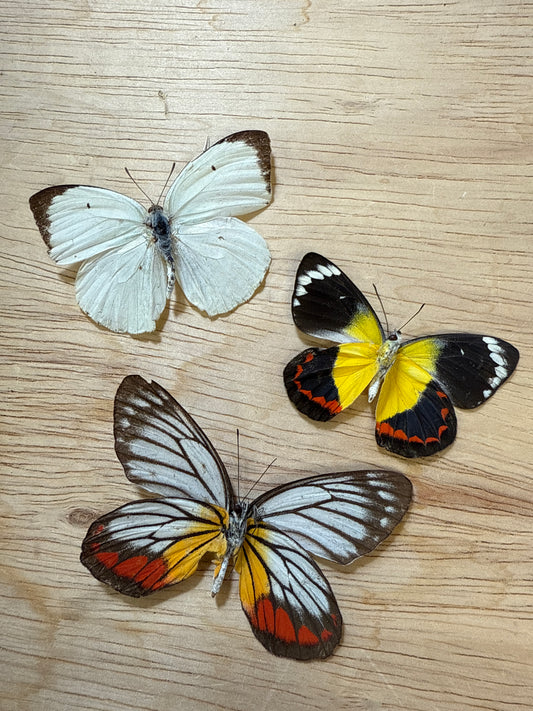 3 Spread butterflies, not framed Lot 508